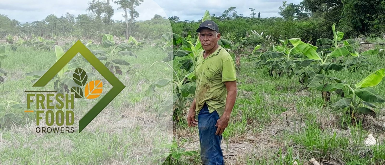 Fresh plantain harvest gallery preview