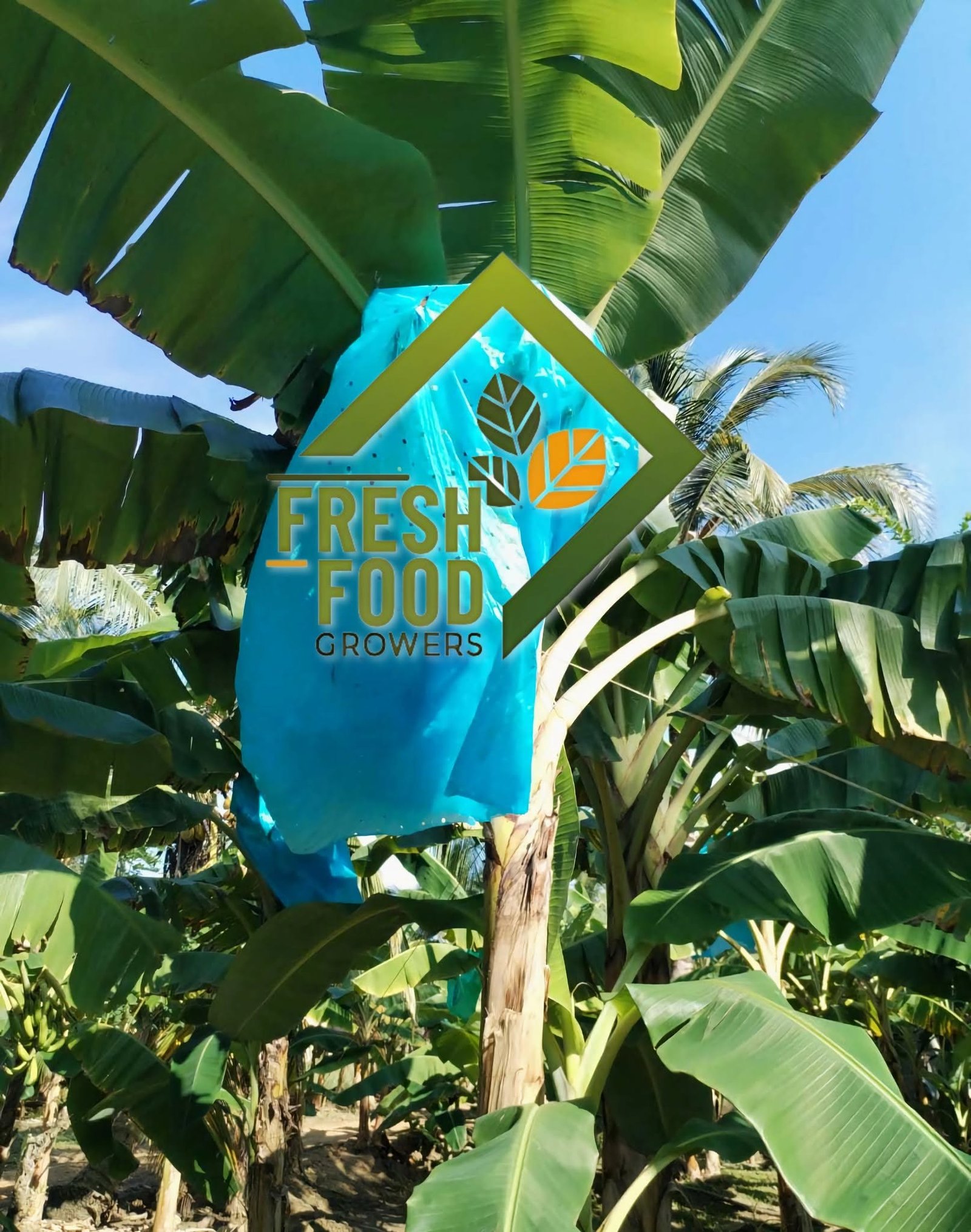 Plantain export preparation