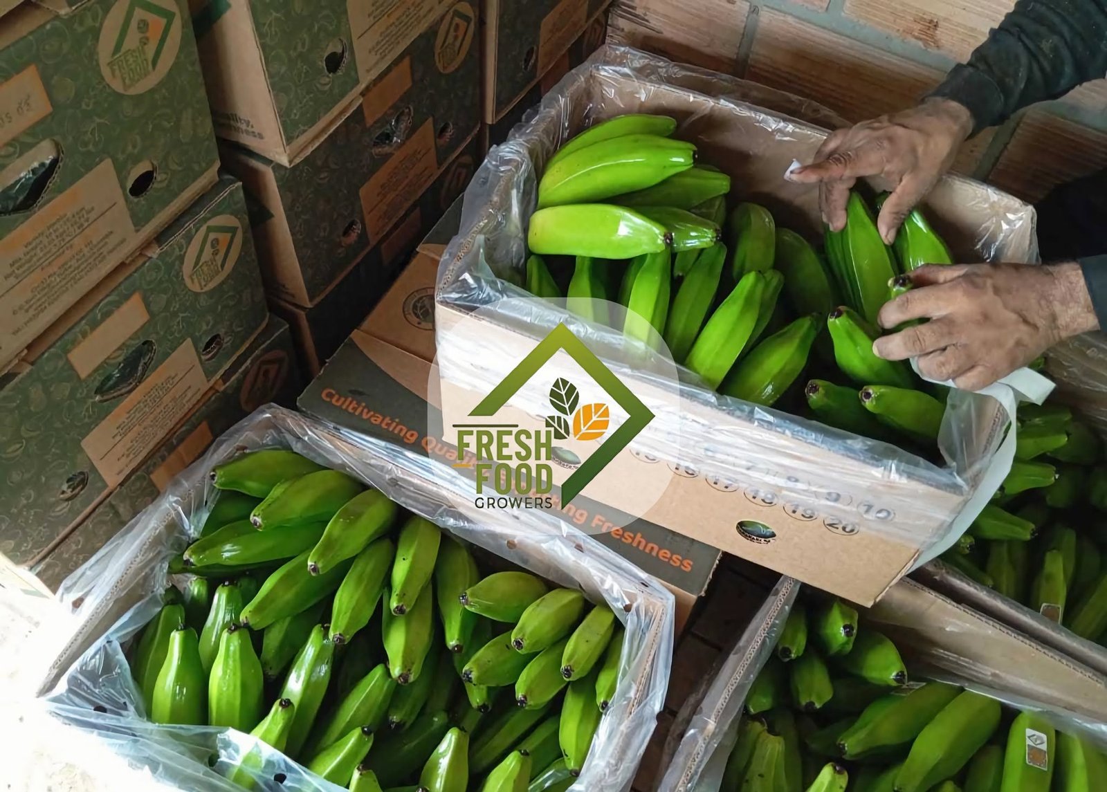Plantain field and product
