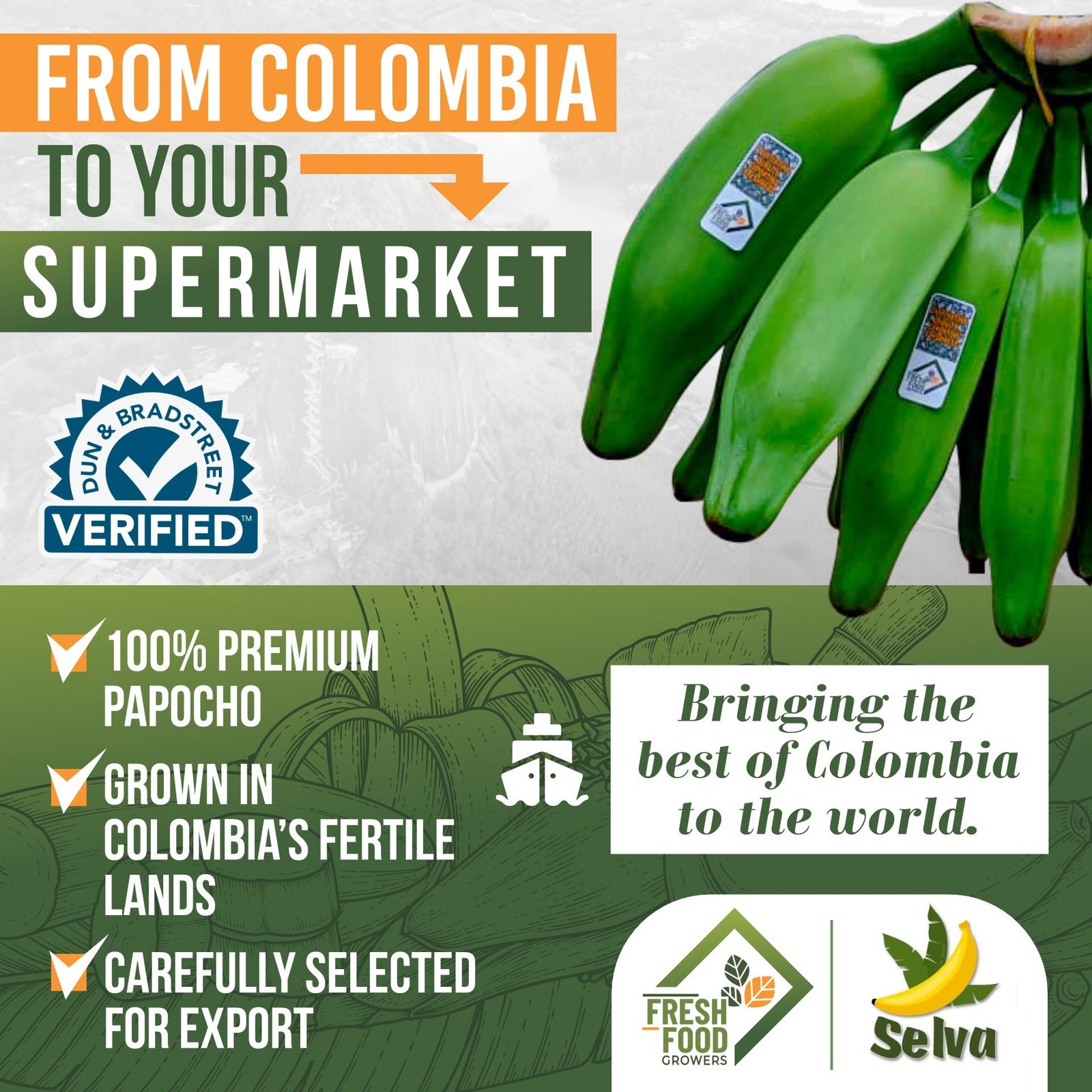 Premium plantain selection