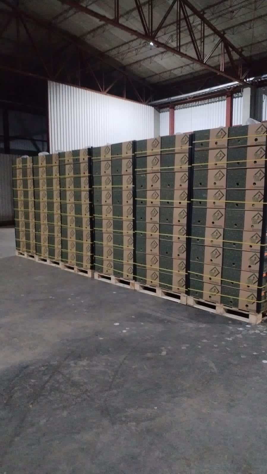 Inventario de cajas Selva en bodega listo para despacho